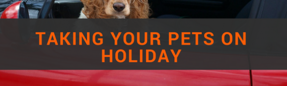 3 Tips For Taking Your Pets On Holiday With You